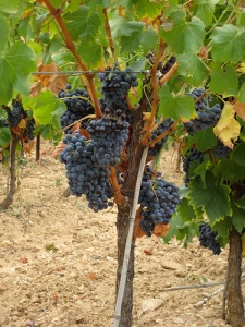 French grapes